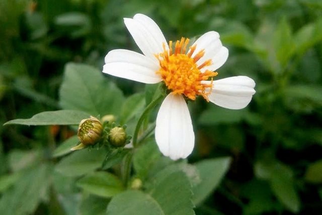 Tác dụng bất ngờ của loài hoa mọc dại ven đường